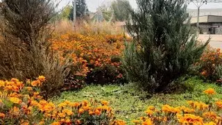 Завтрак.Получила паспорт. Краски осени.