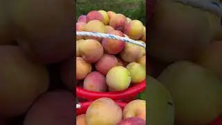 #김천자두 #내고향김천 #자두 #포모사 #자두농장 #자두나무 #plum #koreanplum #plumfarm