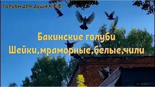 Бакинские голуби шейки,мраморные,белые,Чили
