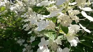 Август. Что привлекает бабочек и шмелей в нашем саду.