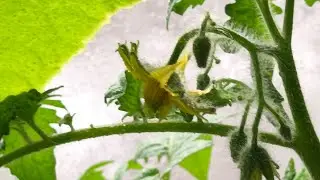 Певый апрель. Махатма Кунаширский в прямом эфире!