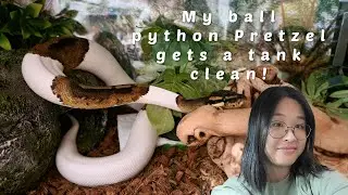 My ball python Pretzel gets a tank clean!
