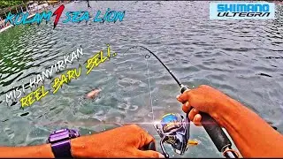 🔵Kolam 1 Sea Lion | Mancing kolam air masin, Shimano Ultegra 2021 #kaci #mangrovejack #shimano