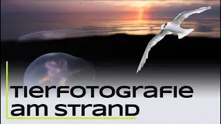 Tierfotografie am Strand - Skandinavien Part 8