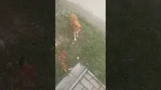 Катыдычь загулял
