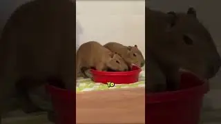 Capybara And Kitten Collab Part 2 @TheUrbanRescueRanch