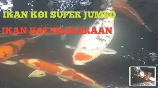 PELIHARA IKAN KOI SAMPE GEDE BANGET