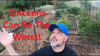 Bad Chickens in the Garden! And Week 42