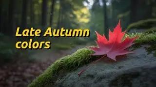 #autumn  #sonyA7SIII #stockphotography #photography  #video #sidehustle My late autumn walk in park