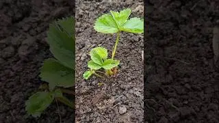 КЛУБНИКА (земляника)! Подготовка к ЗИМЕ!🍓🌱#сад #огород #дача #интересно #ок #советы #садовод #блогер