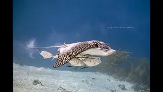 Eagle Ray Bonaire