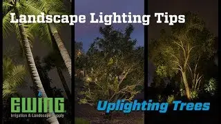 Landscape Lighting Tips - Uplighting Trees