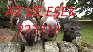 At ve Eşeğin Birleşiminden Oluşan Hayvana Ne Denir?