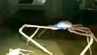 Crab meme
