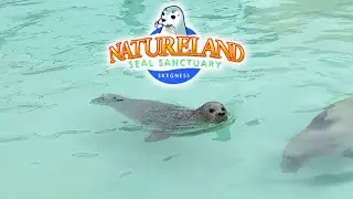 NATURELAND Seal Sanctuary Skegness |DISABILITY ACCESS|