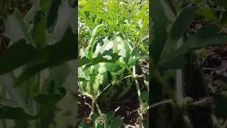 #roça #quixabeira #recanto #agro #sitio #melancia