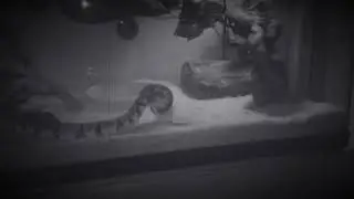 Slow Motion Ball Python Attack
