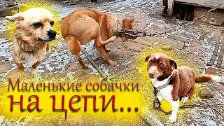 Маленькие собачки на цепи и без цепи! Это лучше увидить!