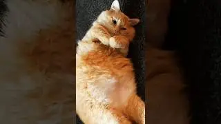 #кот #котики #котик #shorts #россия