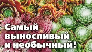 Каменная роза или Молодило. Оригинальный и очень неприхотливый цветок