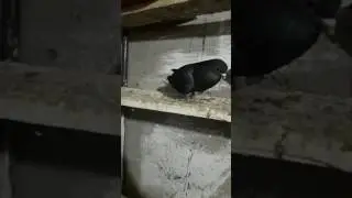 Erzurum kumrusu pala recep