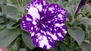 Overview of ampelous petunia varieties. May 18, 2023.
