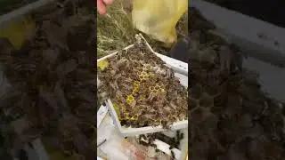 Ana arı boyama kafese alma