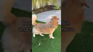 My dog loves his snacks