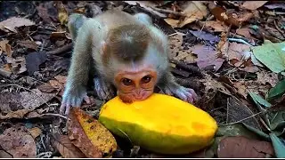 Insects Really Bothers BABY Jacee While Eating Mango
