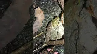 Frog Calls from INSIDE Snakes STOMACH!