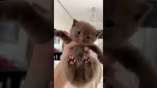 Adorable Brown kitten 😍😍 