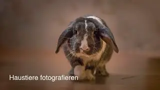 Haustiere fotografieren