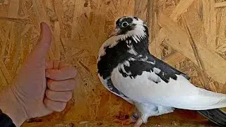 Супер голубь будет! А вы как думаете?