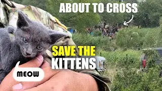 Protecting the Border, Constructing Barriers. Protect the KITTENS!!!
