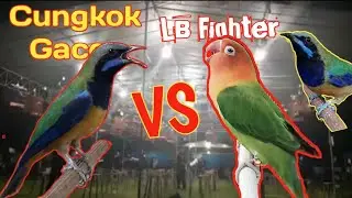 Lb ngekek panjang VS Cungko Gacor || masteran mewah