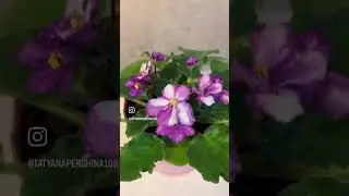 Орхидеи