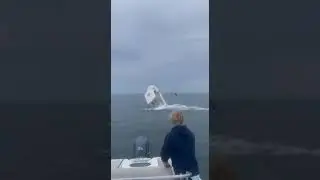 Кит затопил лодку 🐳 ⛵