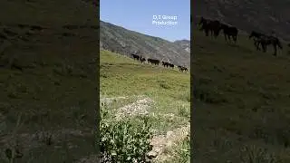 Qishloq Hayoti Bahor Fasli