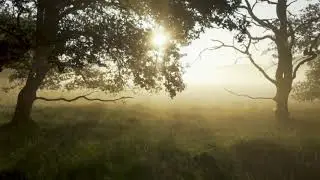Music with the silence of the morning 🎶 Fresh and moody music