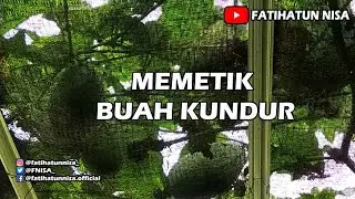 Memetik Buah Kundur | Benincasa hispida | Beligo | Baligo