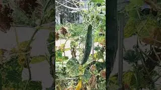 콩국수 재료 오이를 따는, 소소한 즐거움도 행복입니다 사실, 생각하기 나름입니다