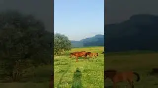 Armenia | Nature | Lori ( 