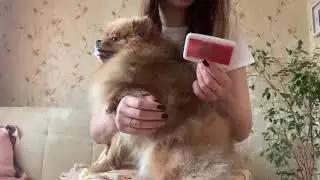Как правильно расчесывать шпица дома