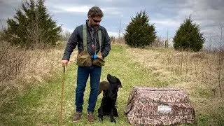 Labrador Retriever Puppy Training - 16 Weeks