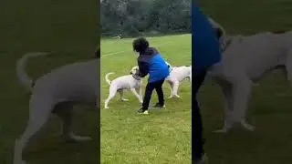American Bulldogs or Balldogs