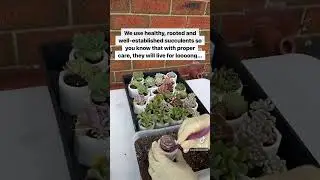 ARE THE SUCCULENTS REAL? #plantingsucculents #succulentobsessed #succulentlife