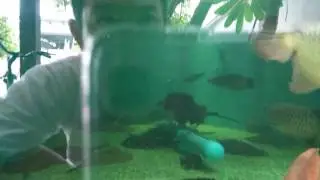 Stingray breeding