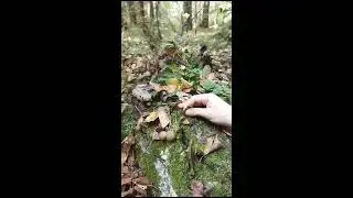 сходил называется за грибами... #gameplay #shortsyoutube #viral #holybaam #блоптоп #fypシ #share