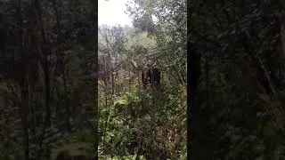 Orignal call