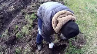 бульдозер капнул и вот что нашли !!!!!